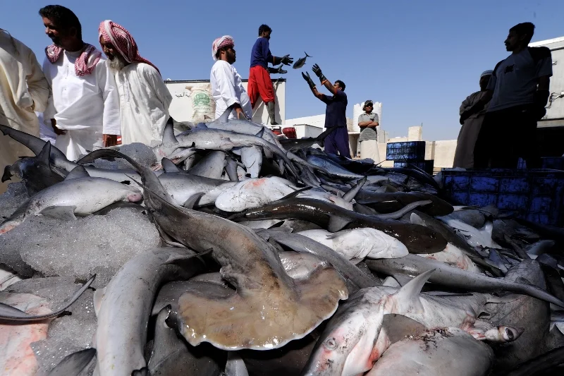 _DSC2850-®Thomas P. Peschak.jpg