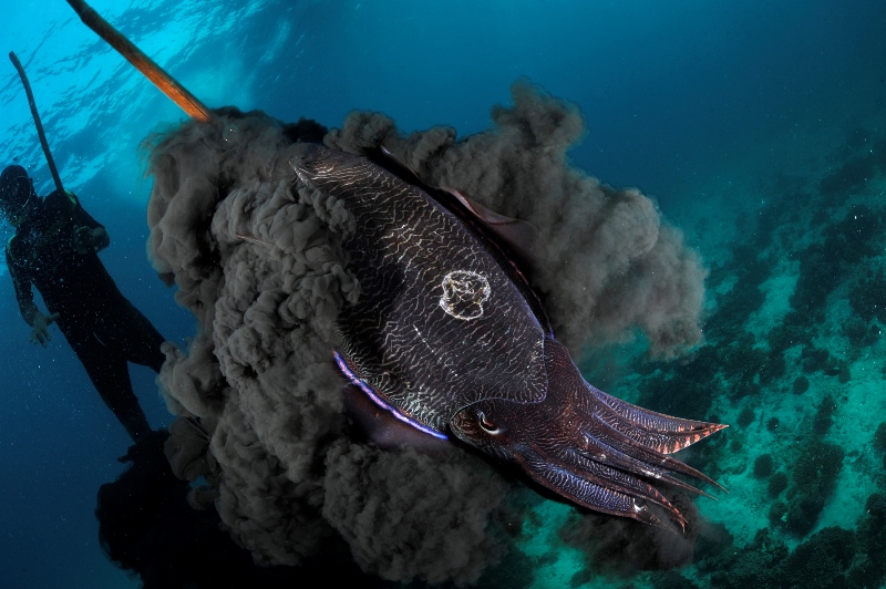 _DSC3121-®Thomas P. Peschak.jpg