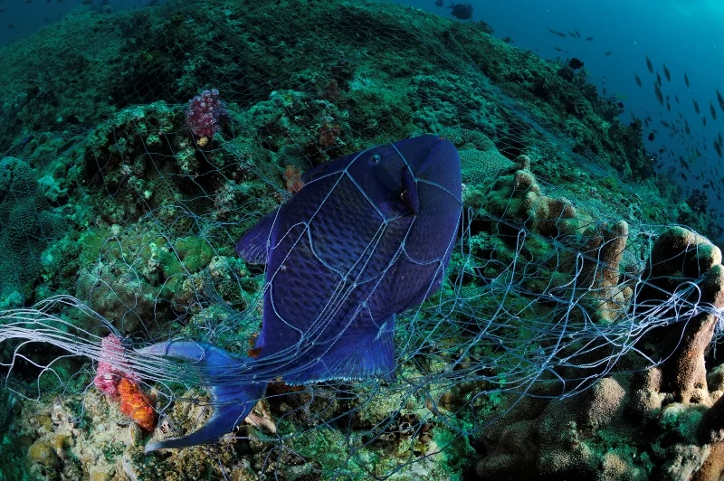 _DSC1029-®Thomas P. Peschak.jpg