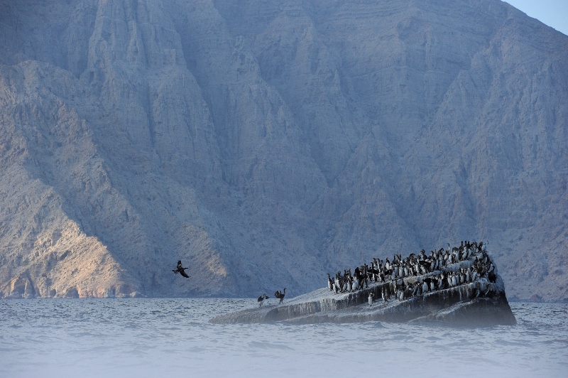 _DSC0973-®Thomas P. Peschak.jpg