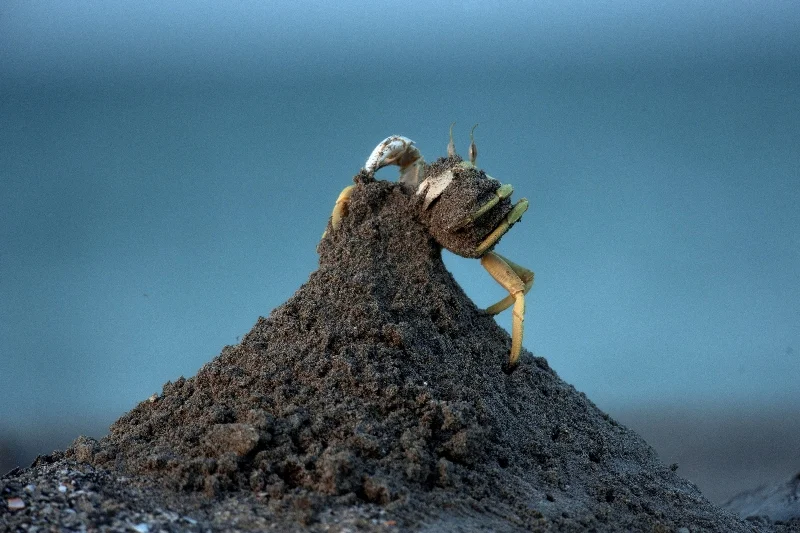 071Arabian Seas-®Thomas P. Peschak.jpg