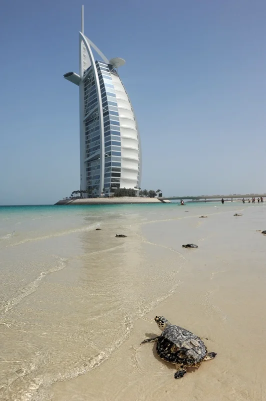 049Arabian Seas-®Thomas P. Peschak.jpg