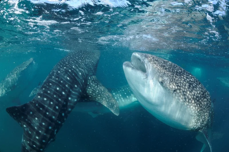 013Arabian Seas-®Thomas P. Peschak.jpg