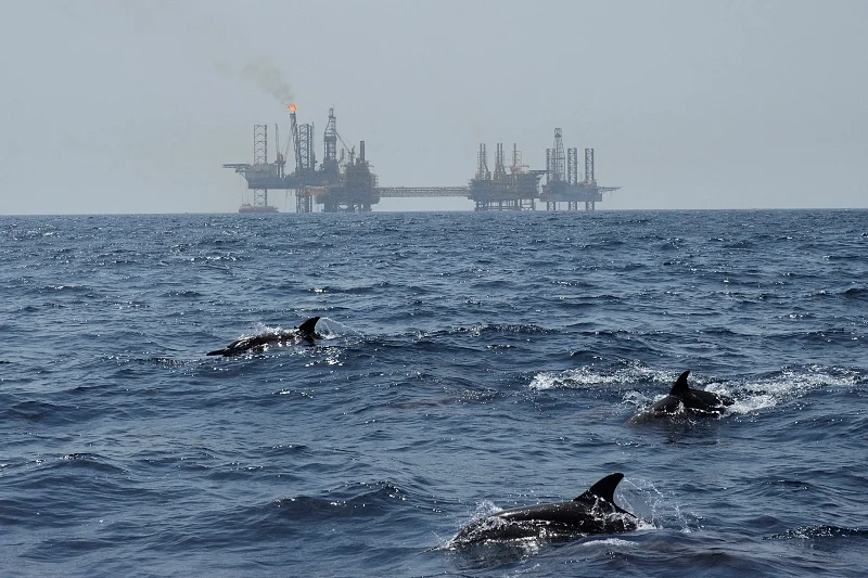 038Arabian Seas-®Thomas P. Peschak.jpg