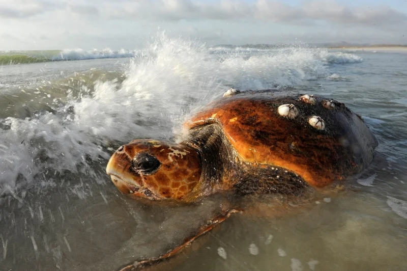 _DSC9339-®Thomas P. Peschak.jpg