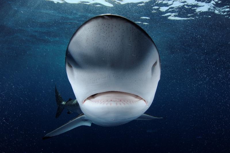 _DSC9029-®Thomas P. Peschak.jpg