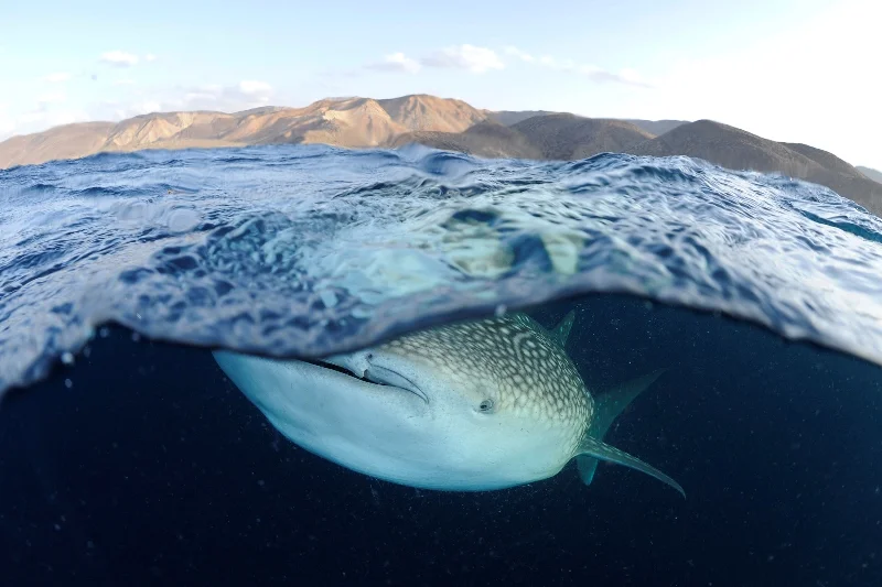 010Arabian Seas-®Thomas P. Peschak.jpg