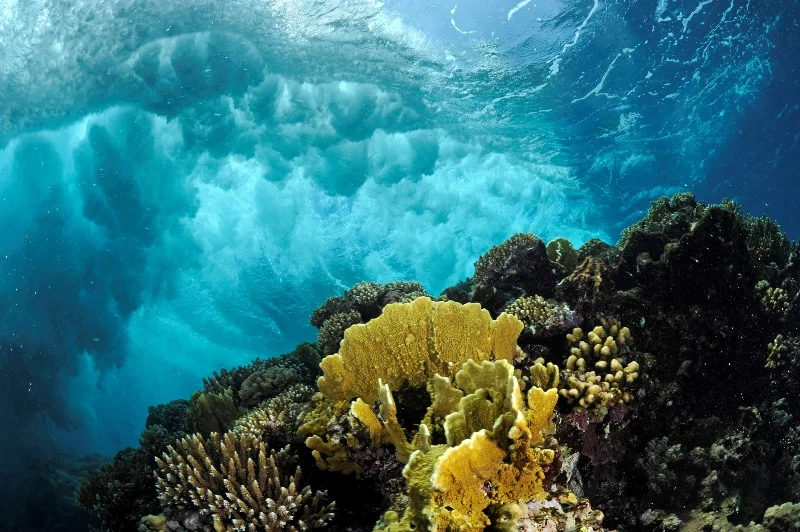 _DSC8221-®Thomas P. Peschak.jpg