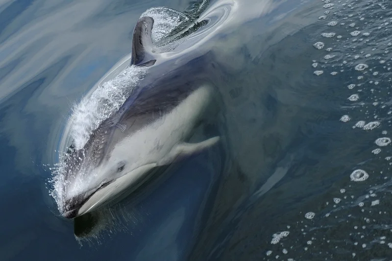 _3S15352d-®Thomas P. Peschak..jpg