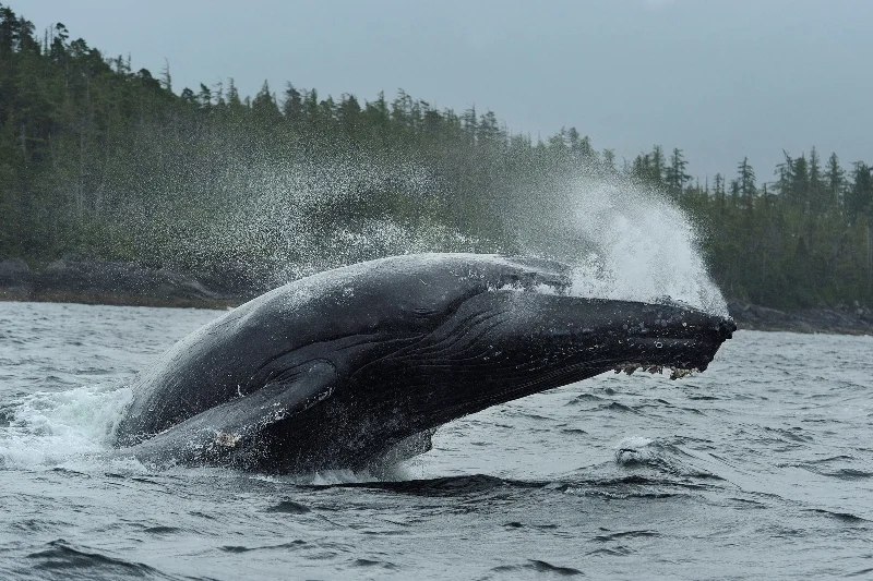 _3S19843b-®Thomas P. Peschak..jpg