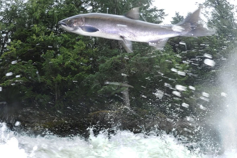 _D3S3009-®Thomas P. Peschak..jpg