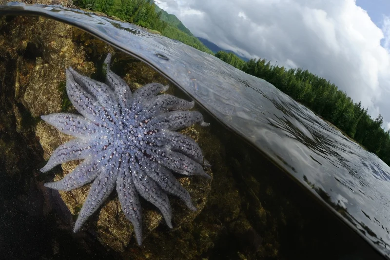 01GBR RAVE-®Thomas P. Peschak..jpg