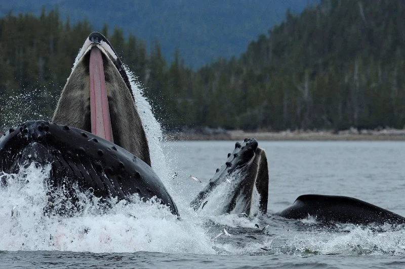 _DSC1039b-®Thomas P. Peschak..jpg