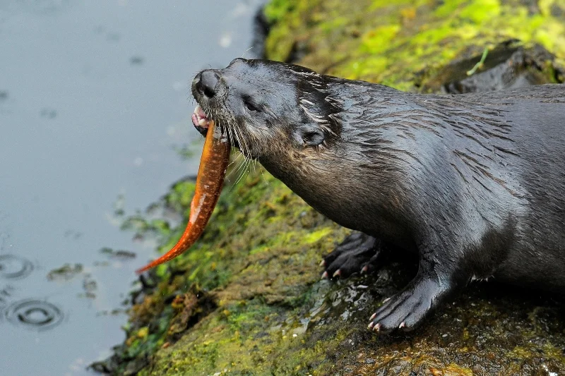 _DSC8256a-®Thomas P. Peschak..jpg