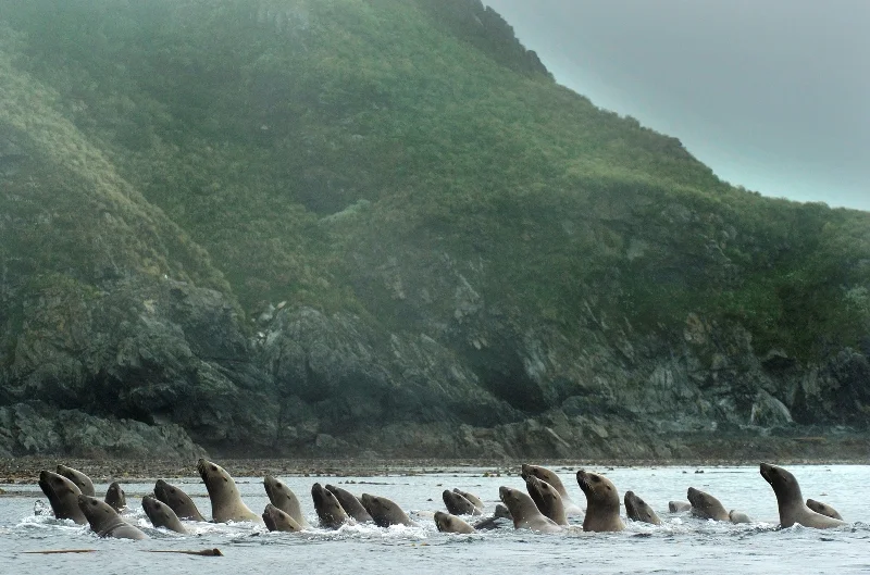 019GBR-®Thomas P. Peschak..jpg