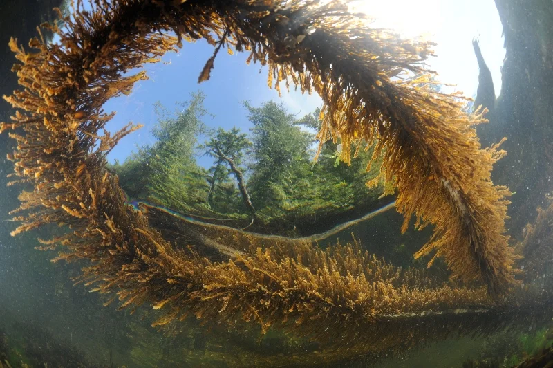 _D3S9619-®Thomas P. Peschak..jpg