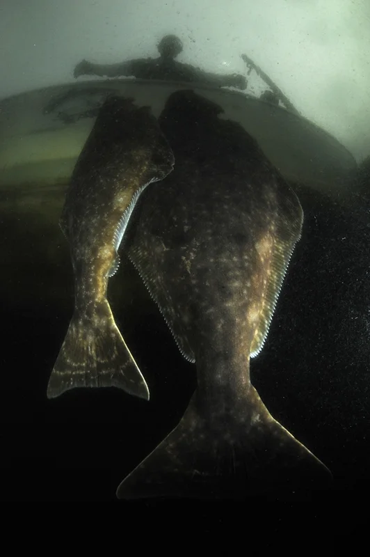 46GBR RAVE-®Thomas P. Peschak..jpg