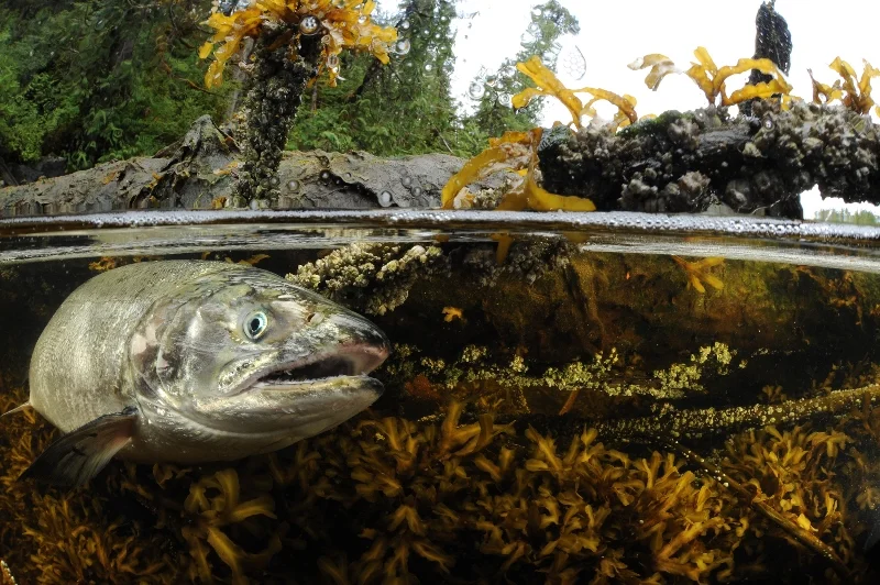 33GBR RAVE-®Thomas P. Peschak..jpg