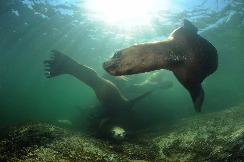 41GBR -®Thomas P. Peschak..jpg