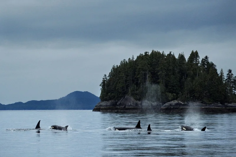 43GBR RAVE-®Thomas P. Peschak..jpg