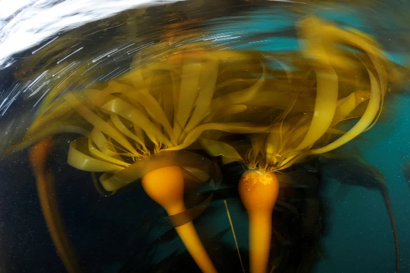 11GBR RAVE-®Thomas P. Peschak..jpg