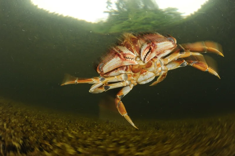 16GBR RAVE-®Thomas P. Peschak..jpg