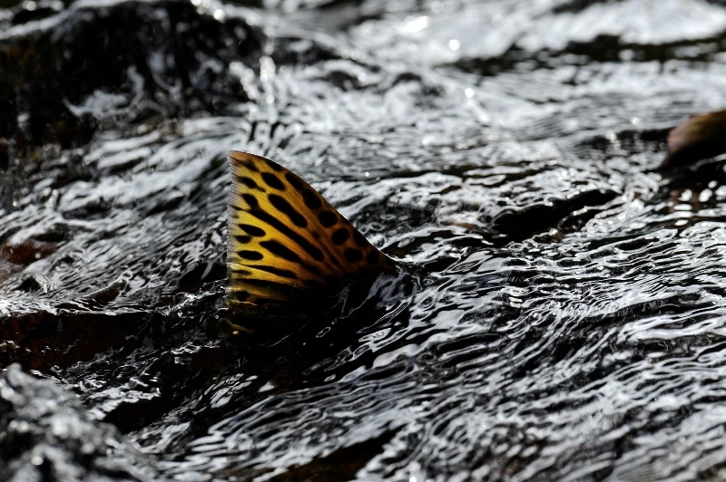 26GBR RAVE-®Thomas P. Peschak..jpg