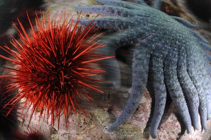 04GBR RAVE-®Thomas P. Peschak..jpg