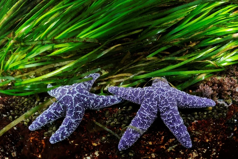 02GBR RAVE-®Thomas P. Peschak..jpg