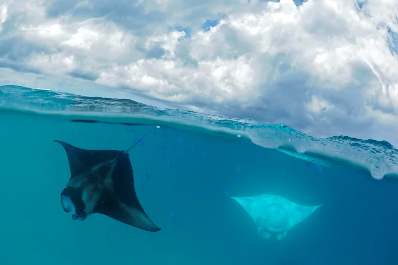 _DSC1080-®Thomas P. Peschak.jpg