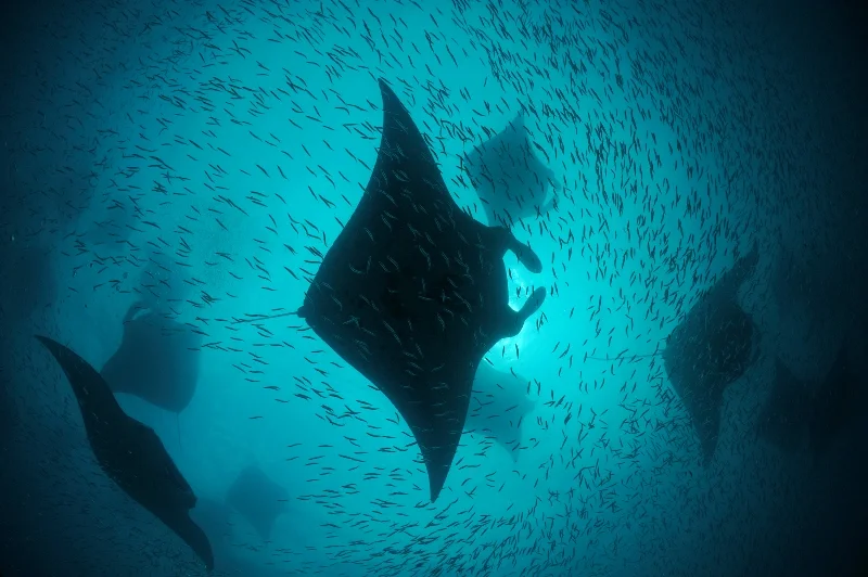 _DSC6354S-®Thomas P. Peschak.jpg