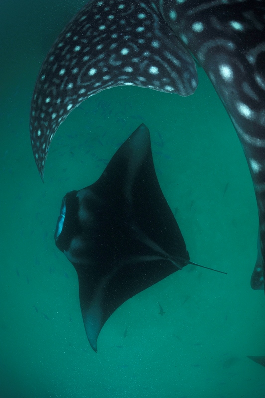 _DSC5513S-®Thomas P. Peschak.jpg