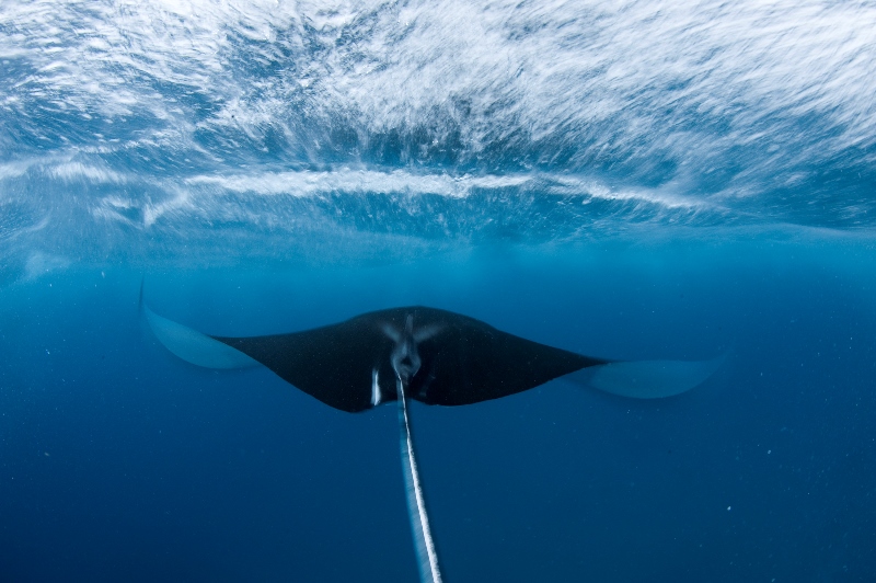 _DSC6489_1-®Thomas P. Peschak.jpg