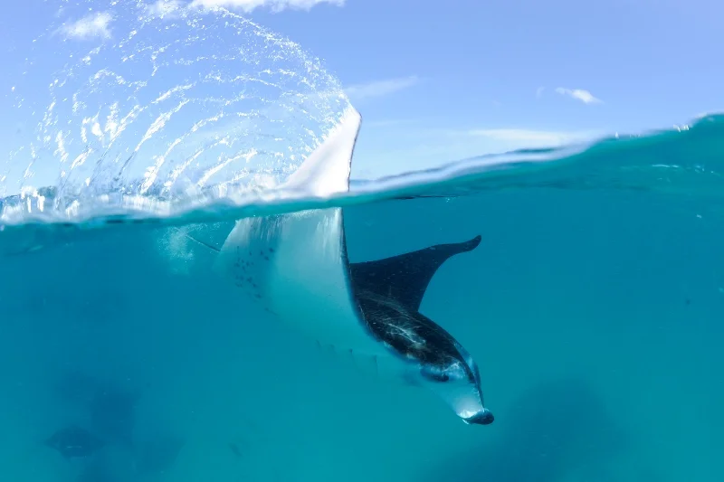 _DSC5626-®Thomas P. Peschak.jpg