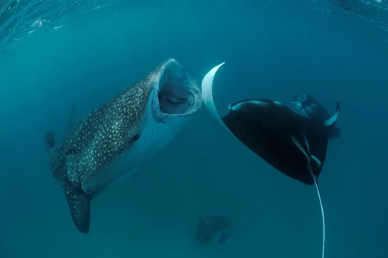 _DSC3504S-®Thomas P. Peschak.jpg