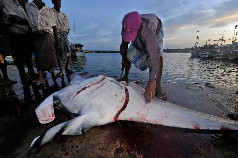 _DSC4930a-®Thomas P. Peschak.jpg