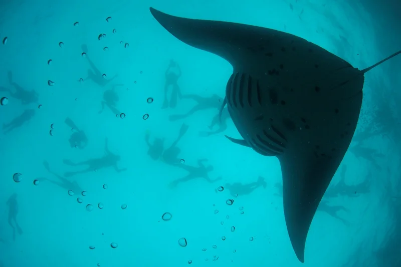 _DSC2623-®Thomas P. Peschak.jpg