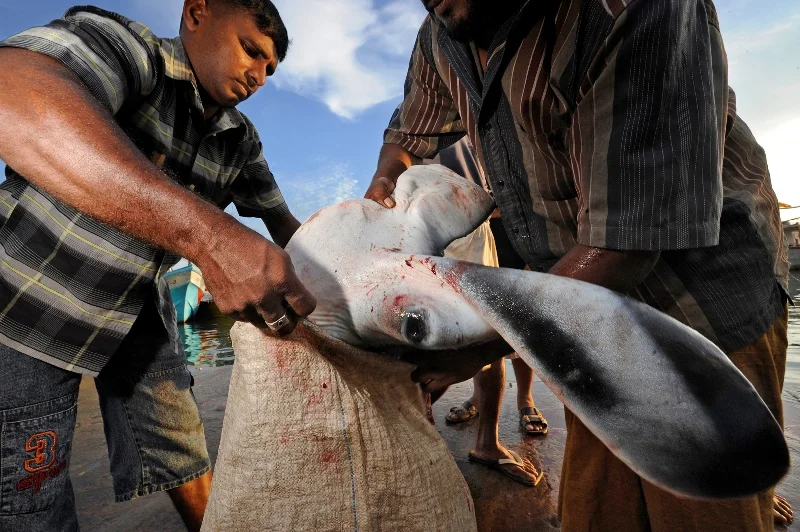 _DSC5096b-®Thomas P. Peschak.jpg