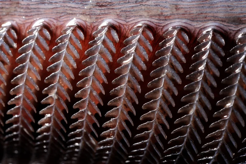 12SriLankaNov2010-®Thomas P. Peschak.jpg