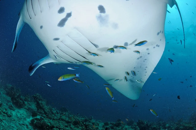 25Maldives Mantas-®Thomas P. Peschak.jpg