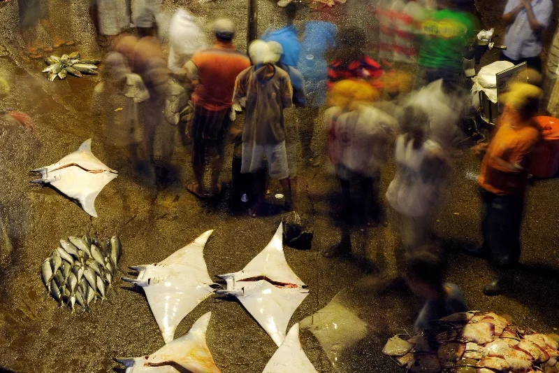 _DSC9632b-®Thomas P. Peschak.jpg