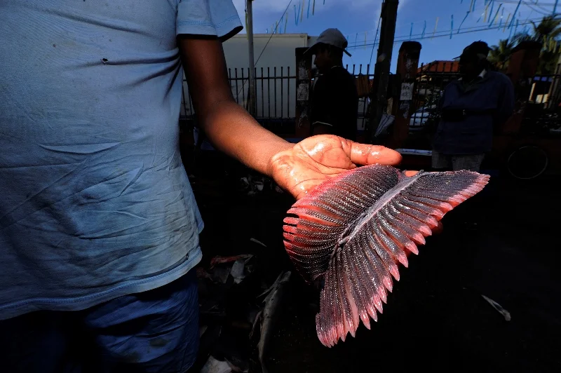 10SriLankaNov2010-®Thomas P. Peschak.jpg