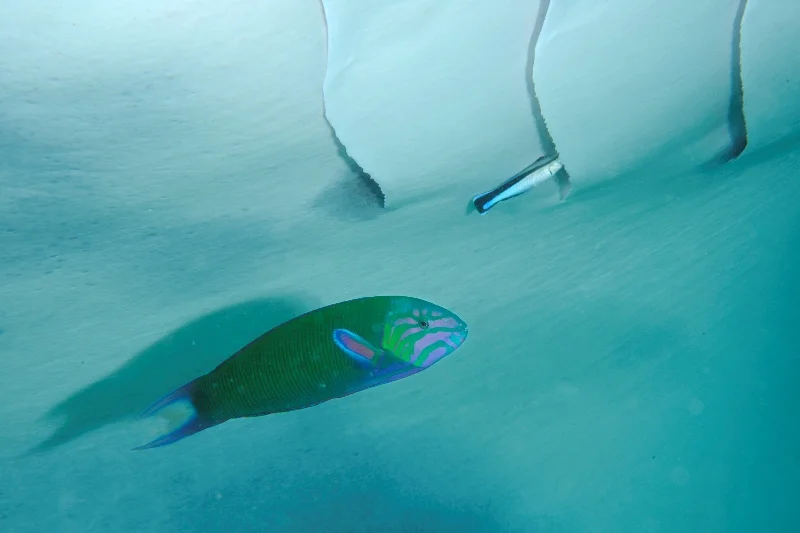 _DSC8510-®Thomas P. Peschak.jpg