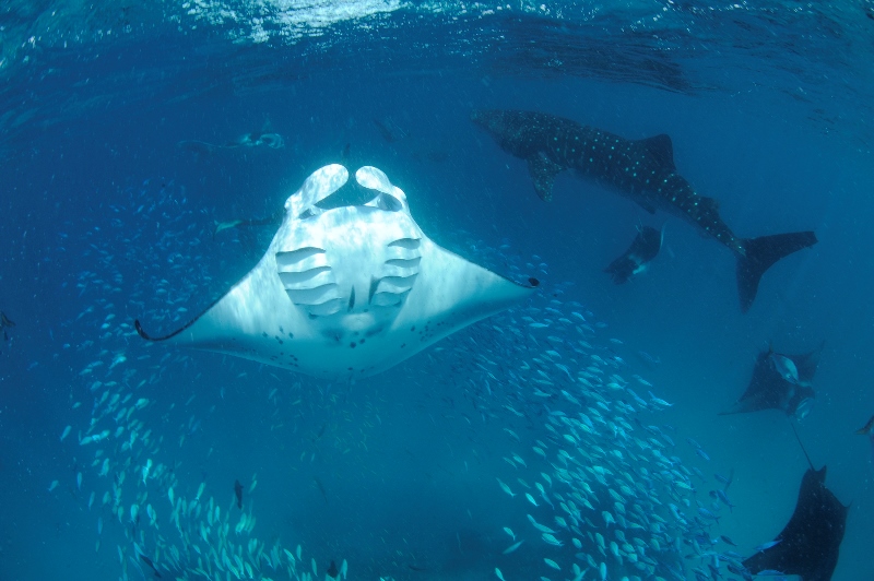 _DSC8683S-®Thomas P. Peschak.jpg