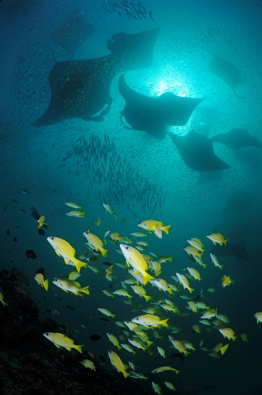 _DSC7393S-®Thomas P. Peschak.jpg