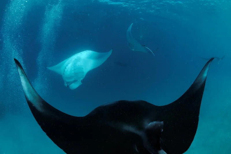 _DSC8827S-®Thomas P. Peschak.jpg