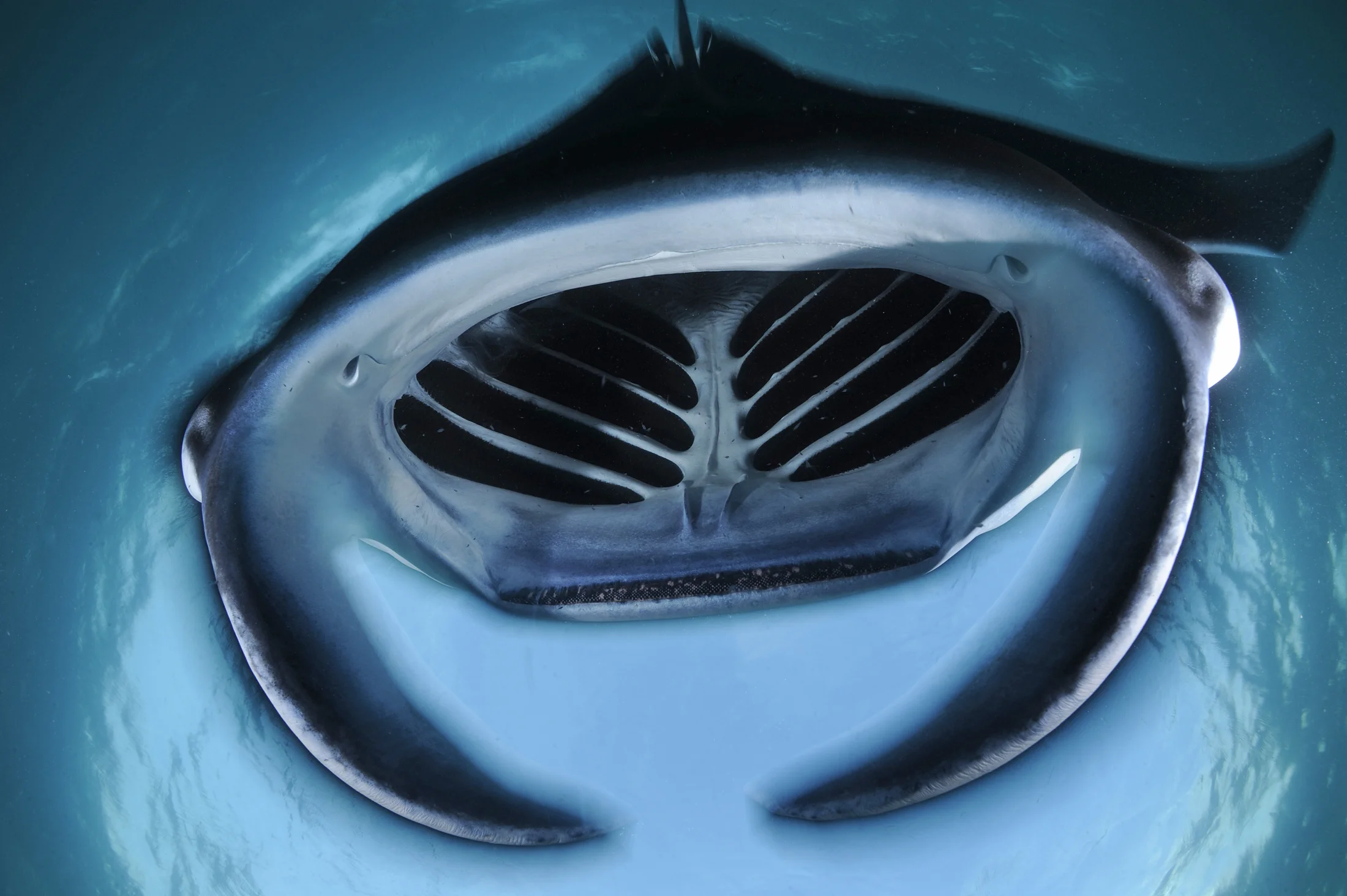  Credit: Thomas P. Peschak/ Save our Seas Foundation 