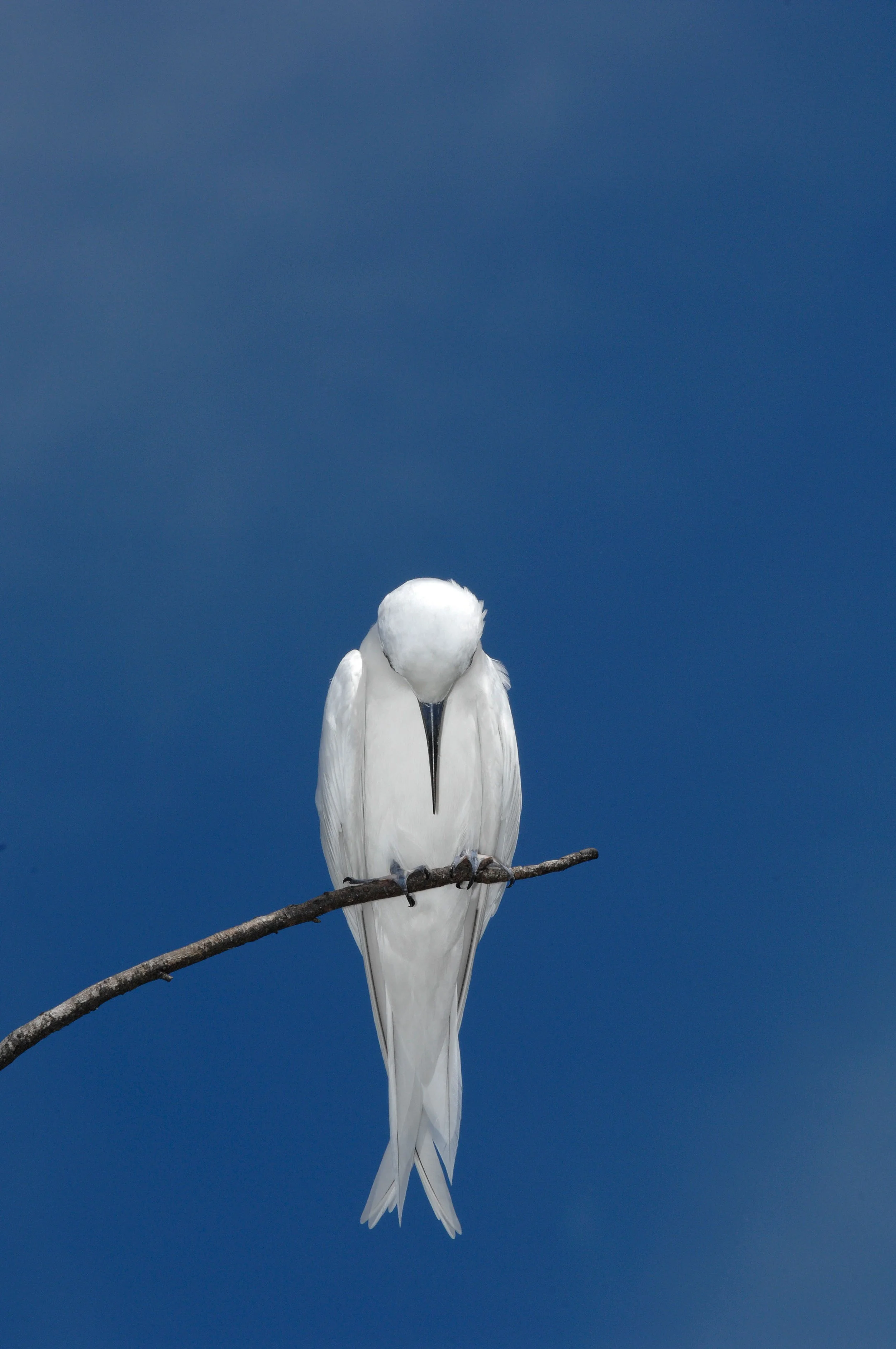 Project_20060402_0025©Thomas Peschak.jpeg