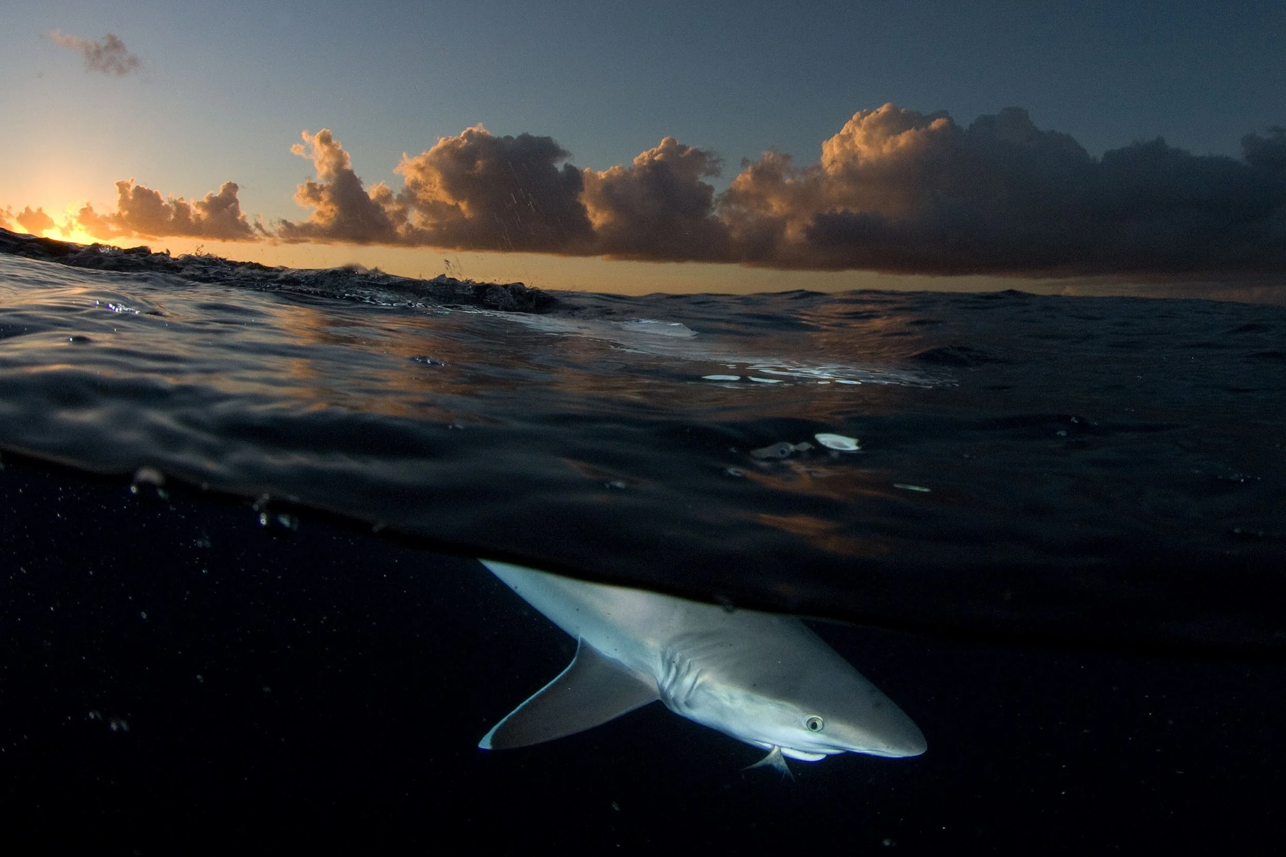 Project_20080327_0017©Thomas Peschak.jpeg