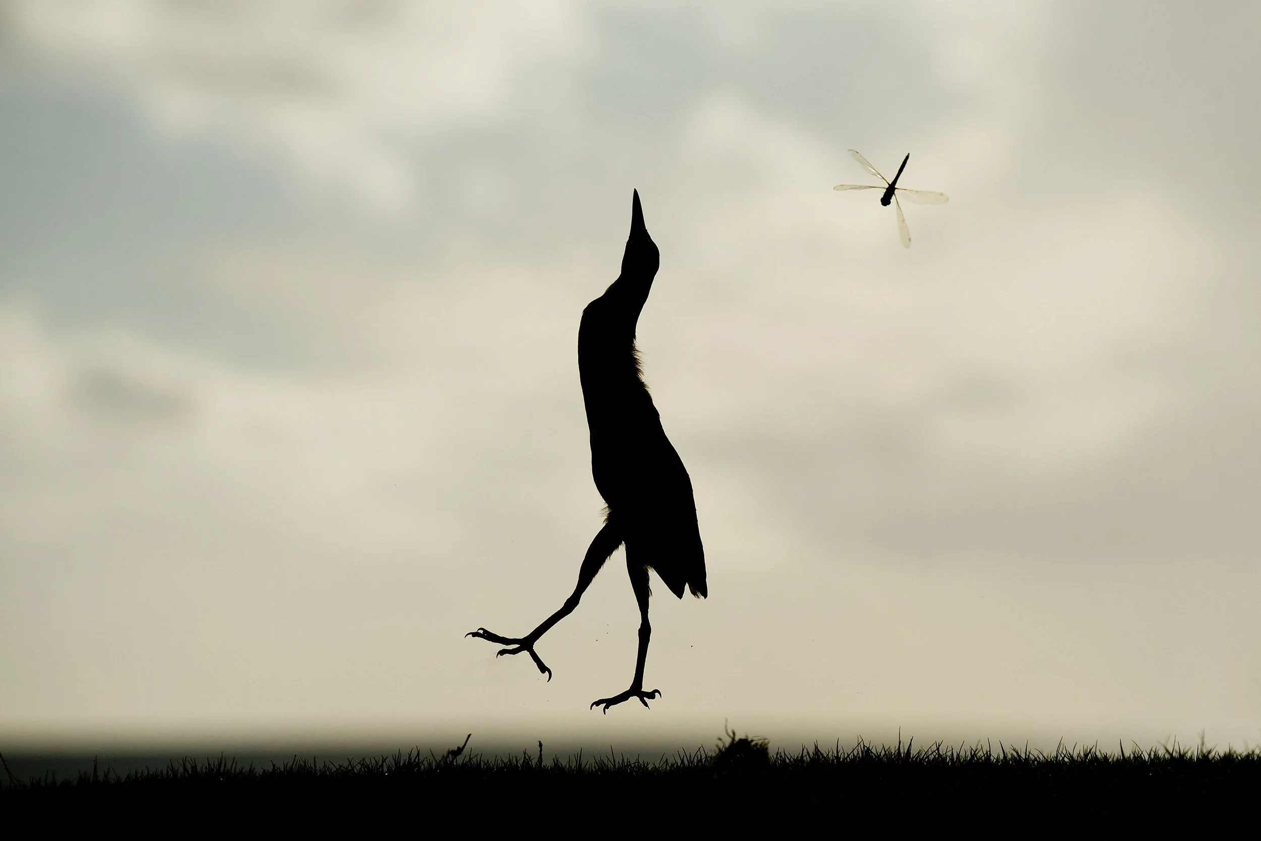 Project_20080402_0009©Thomas Peschak.jpeg